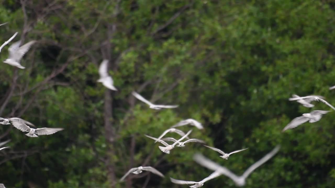 제비갈매기는 전 세계 바다, 강 및 기타 더 넓은 수역에서 볼 수 있는 바닷새입니다.