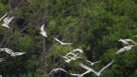 Los-Charranes-Son-Aves-Marinas-Que-Se-Pueden-Encontrar-En-Todo-El-Mundo-En-El-Mar,-Ríos-Y-Otros-Cuerpos-De-Agua-Más-Amplios