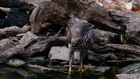 the crested goshawk is one of the most common birds of prey in asia and belonging to the same family of eagles, harriers