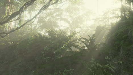 foggy jungle in the chiang dao mounts