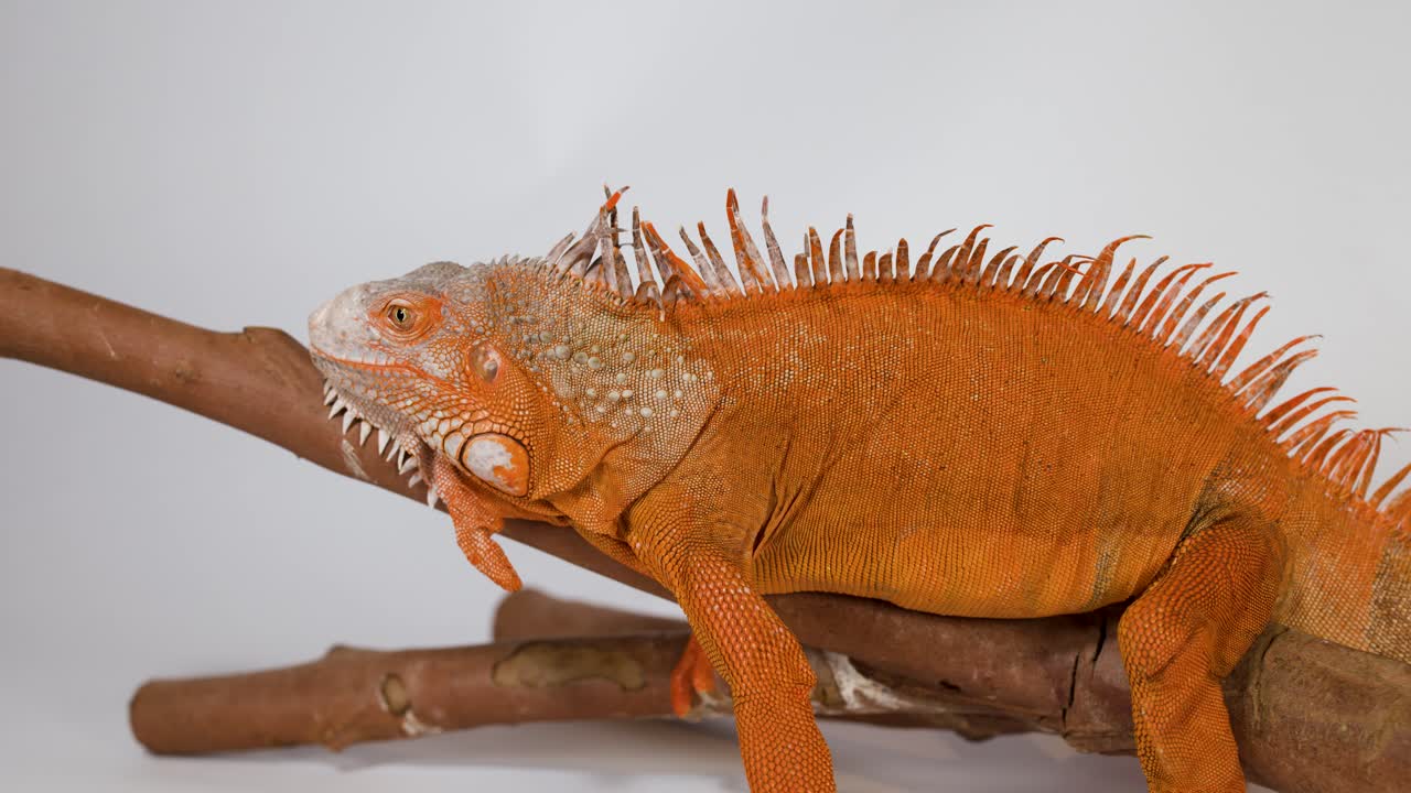 Un'iguana arancione intensa è immobile su un ramo di legno, su uno sfondo bianco semplice