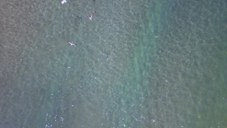 Wildlife-Concept---Aerial-View-above-Pelican-Birds-Flying-Over-Tropical-Mexico-Ocean-Waters