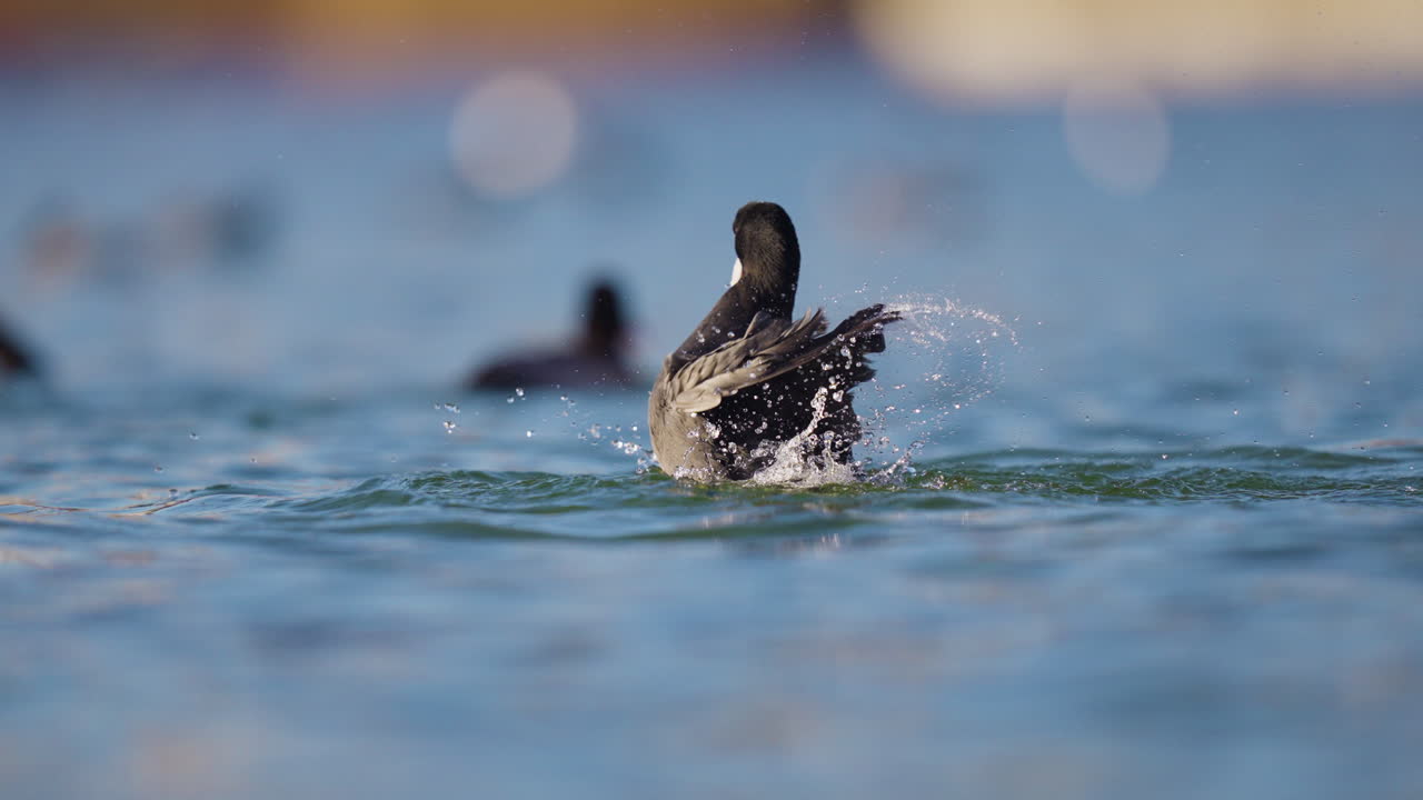 차가운 담수를 즐기는 유라시아 물닭은 지속적으로 다이빙하고 튀는 정적 샷