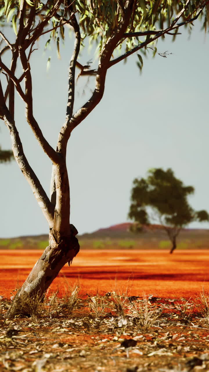 나무 들 이 있는 건조 한 아프리카 사바나