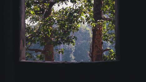 Wide-Shot-of-trees-Swaying-in-the-Breeze-From-the-View-of-Looking-out-a-Ancient-Temple-Window-in-the-Daytime