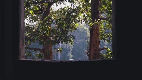 Wide Shot of trees Swaying in the Breeze From the View of Looking out a Ancient Temple Window in the Daytime