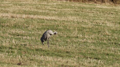 a common crane standing on a field in indre fosen, norway - wide shot