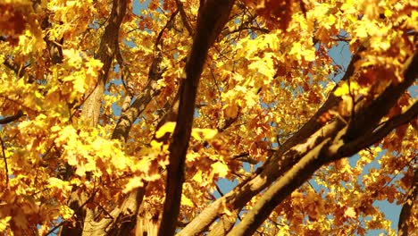 autumn oak leaves.