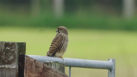 pájaro cernícalo común sentado en una valla de acero con fondo verde borroso