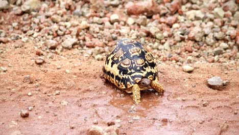 Close-up-of-little-leopard-tortoise-walking-slowly-in-a-muddy-terrain