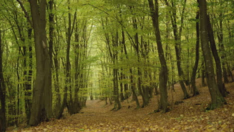 autumn leaves in a young dense forest