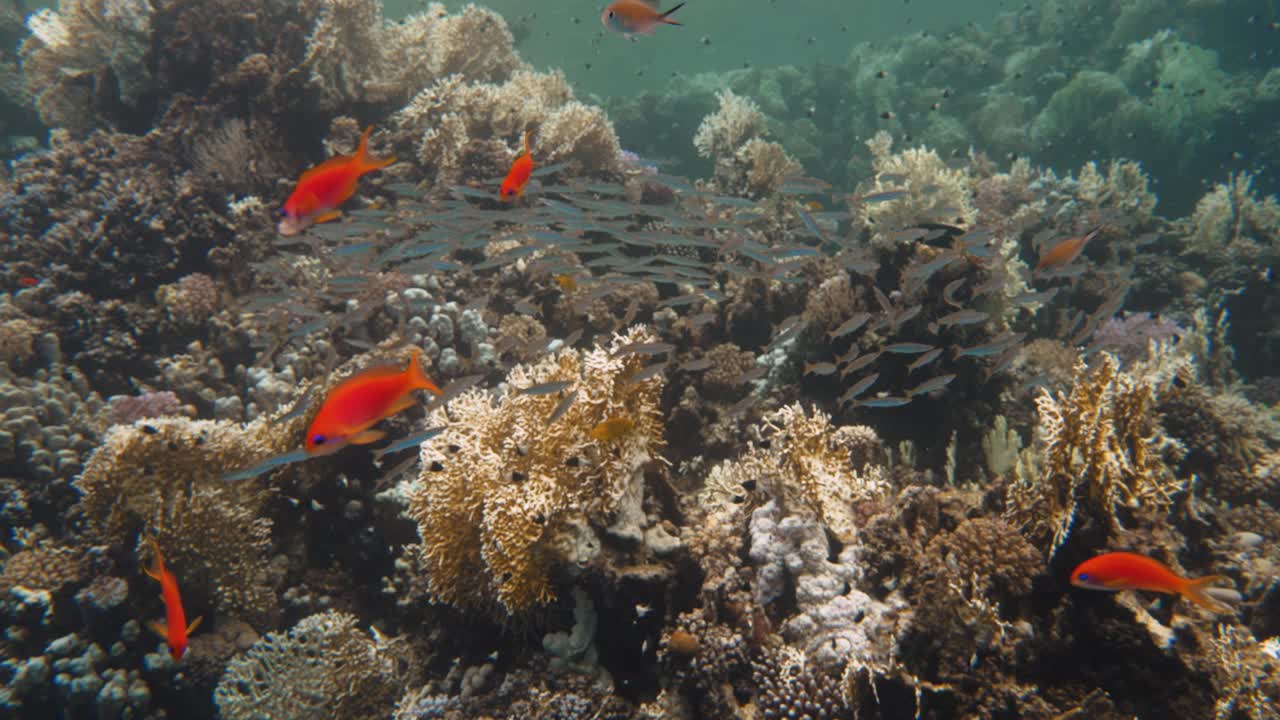Lot's of small fishes and baby barracudas swimming together over colorful reef in 4k