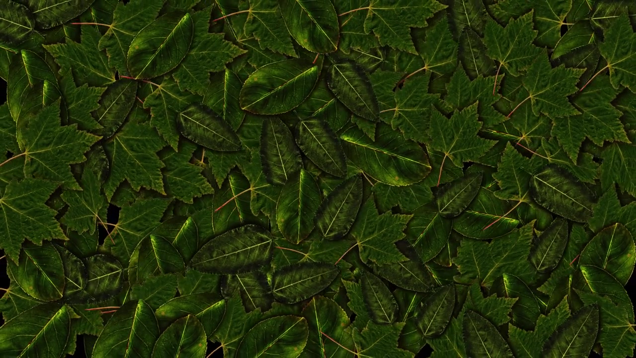 Transição rápida de folhas, canal alfa, folhas de bordo girando e rodopiando, sobreposição de folhas de outono