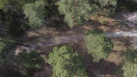 drone shot of nature landscape forest path