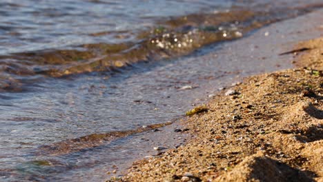 waves gently lap the sandy shore