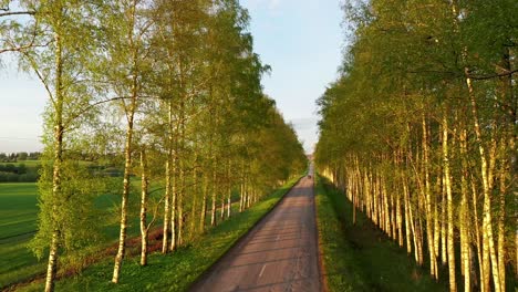 vehicle driving on rural road lined with birch trees on a sunny day