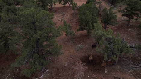 Slow-moving-shot-over-family-of-buffalo-in-the-hills-of-Utah,-running-up-a-hill-with-their-baby