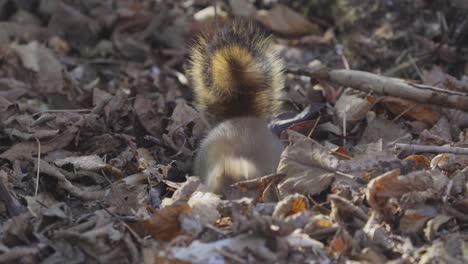 squirrel digging a hole on the forest floor - close up wildlife