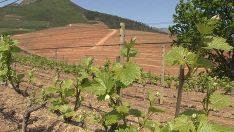 Vineyard-on-a-wine-farm