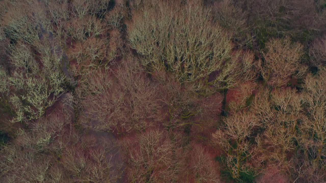una vista aérea dinámica revela los bosques de barna desde la cima de los árboles en galway, irlanda