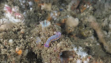 vibrant coloured nudibranch sea slug moves slowly along on a coral reef structure