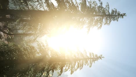 early morning light and fog drifting through the trees