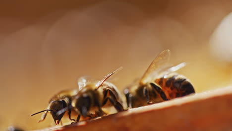 Muy-Primer-Plano-De-Las-Abejas-En-El-Apiario