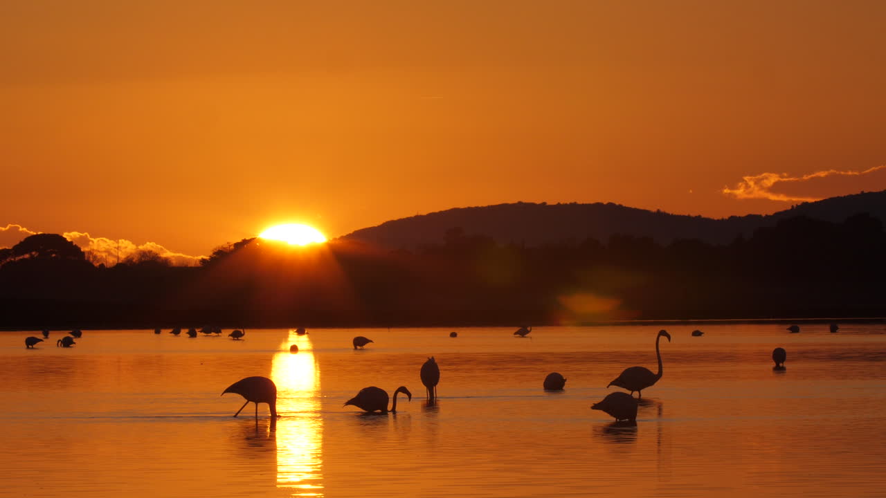 increíble puesta de sol sobre un lago con flamencos rosados comiendo camargue de francia