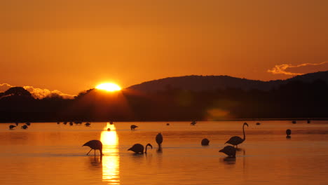 Increíble-Puesta-De-Sol-Sobre-Un-Lago-Con-Flamencos-Rosados-Comiendo-Francia-Camarga