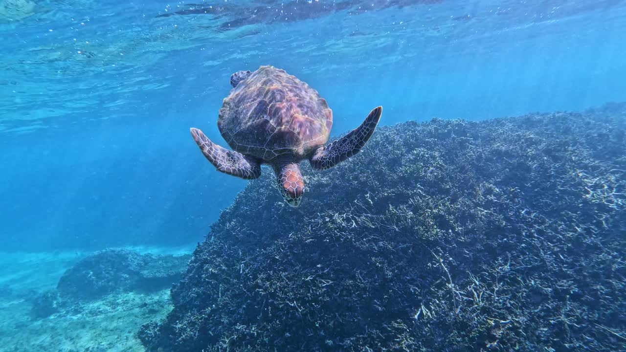 암초로 다이빙하는 녹색 바다 거북의 근접 촬영