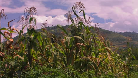 A-strong-gust-of-wind-blows-across-a-patch-of-corn-in-a-field