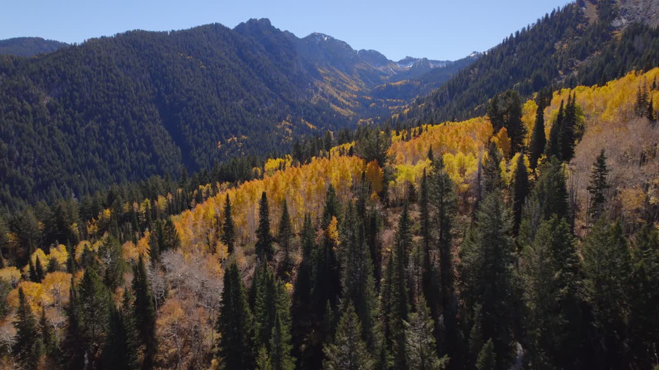 An aerial reveal along the treetops of a valley surrounded by snowcapped mountains and yellow aspens during autumn in Utah