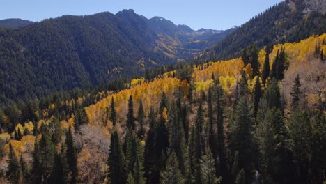 an aerial reveal along the treetops of a valley surrounded by snowcapped mountains and yellow aspens during autumn in utah