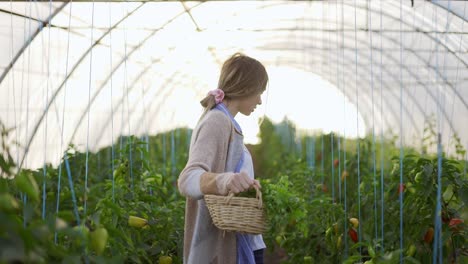 mujer agricultora que trabaja en el invernadero, caminando con una canasta llena de verduras