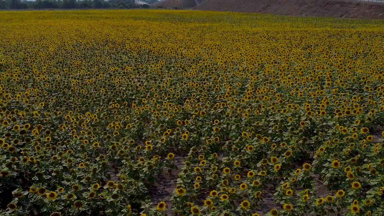 노란 꽃이 피는 해바라기 밭 위로 옆으로 높은 드론 비행