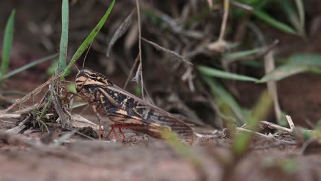 Grasshopper,-Caelifera