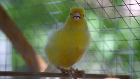 canary on a perch