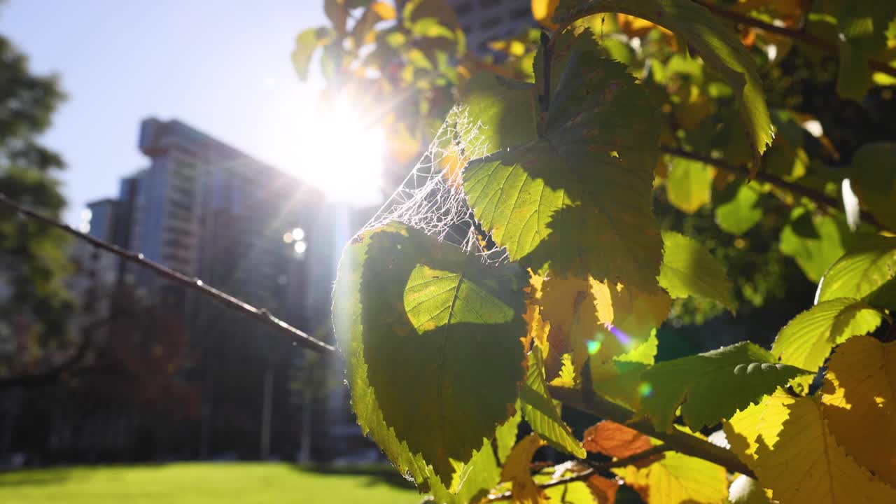 멜버른 공원 의 잎 을 가로지르는 빛