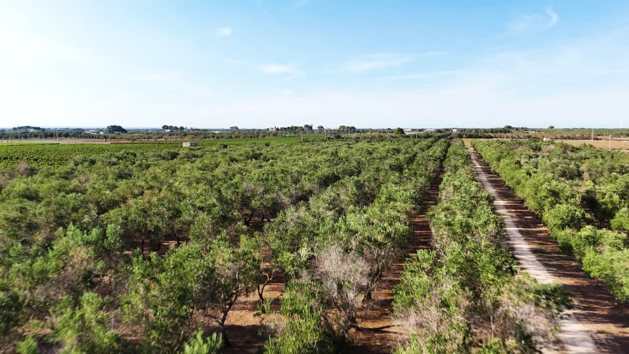 Green olive tree tops in massive plantation, aerial low altitude flying
