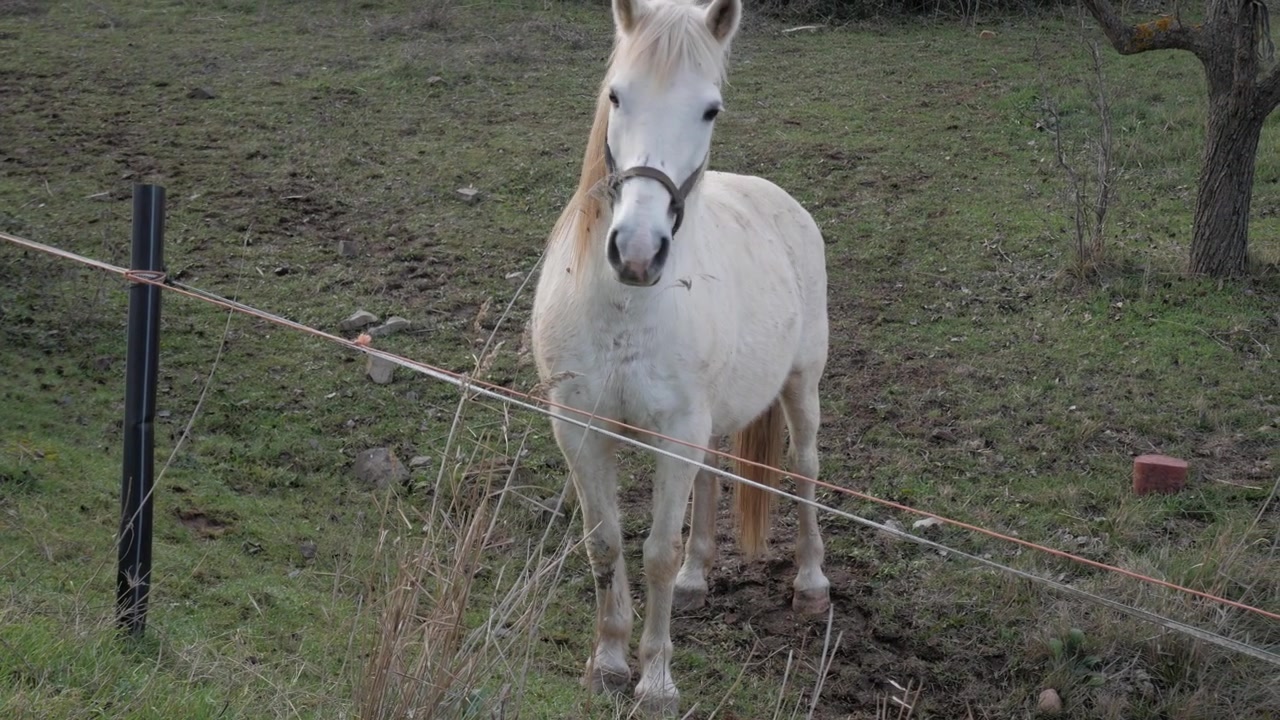 Cavalo branco em pé e olhando ao redor em um pasto gramado cercado