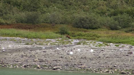 Braunbär,-Der-Aus-Dem-Wald-Kommt-Und-In-Alaska-An-Die-Meeresküste-Geht