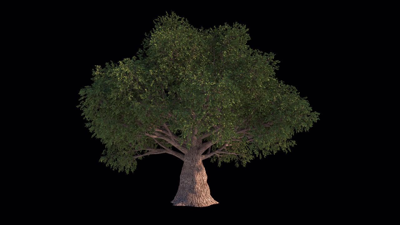 Albero verde con foglie che ondeggiano su sfondo nero.