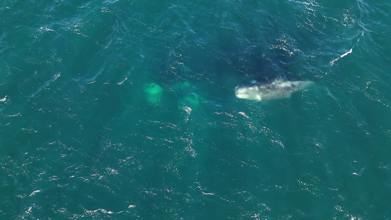 A whale swimming ascends and releases spout from blowhole in Puerto Madryn, Argentina, clear turquoise waters, majestic marine life, drone top down static