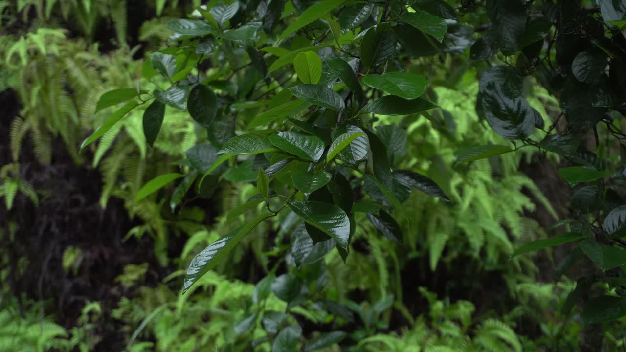 Rain of Meghalay in Forest or hilly areas