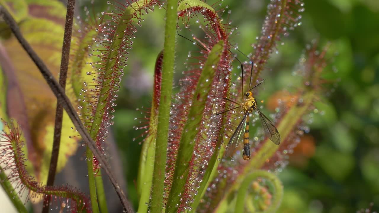 Eine Schnake ruht auf einer Wildpflanze – Nahaufnahme.