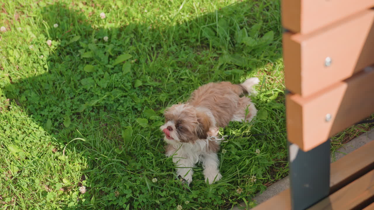 Small Dog Resting In Shade Under Bench, Dappled Sunlight And Cool Grass, Peaceful Nap And Relaxed Posture, Bench Post Framing Scene, Tranquil Park Atmosphere And Summer Calm Companion Moment