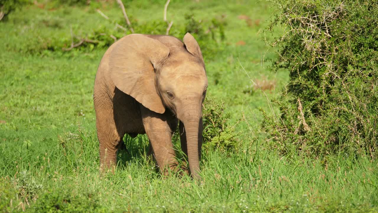 cerrar un elefante africano bebé aislado en el parque nacional de elefantes addo, balancea el tronco y juega con hierba