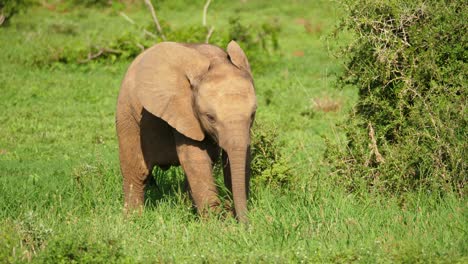 Nahaufnahme-Eines-Isolierten-Afrikanischen-Elefantenbabys-Im-Addo-Elefanten-Nationalpark,-Schwingt-Seinen-Rüssel-Und-Spielt-Mit-Gras