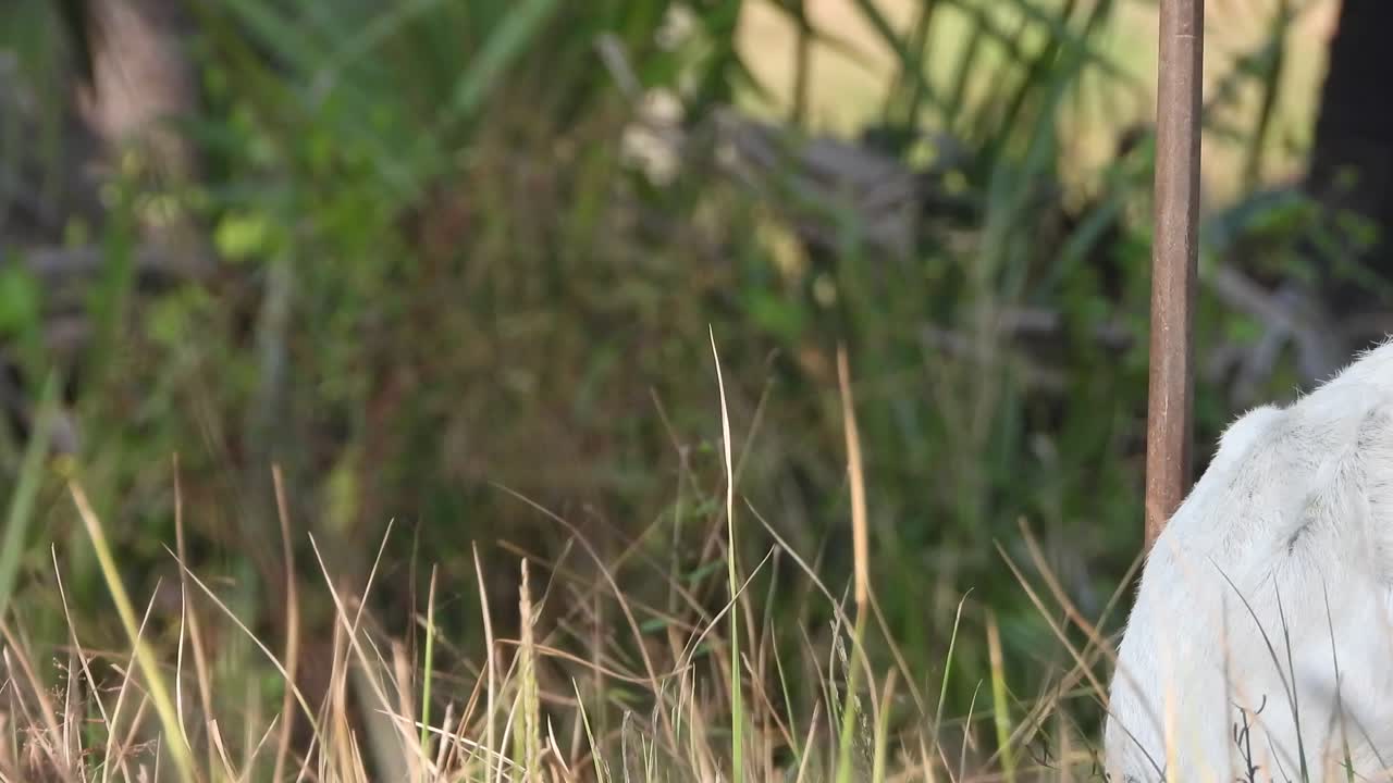 гот ест траву - кожу