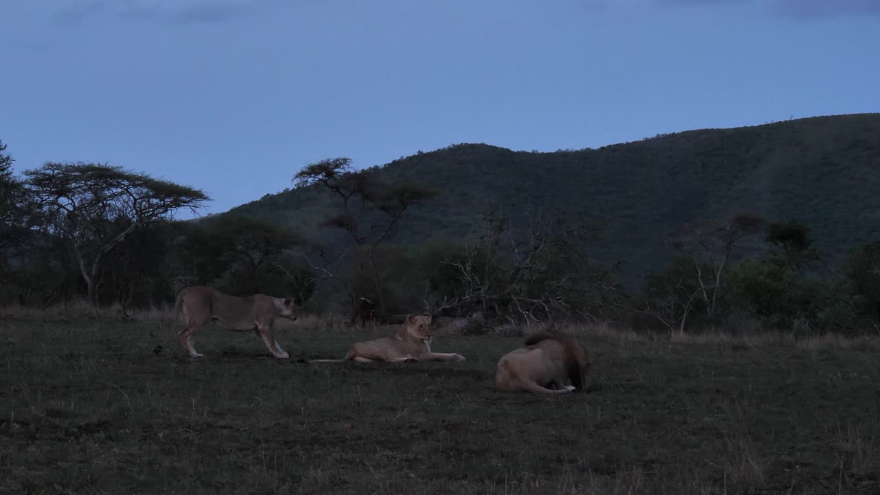 Female African Lion gets up, has big stretch, and walks away at dusk